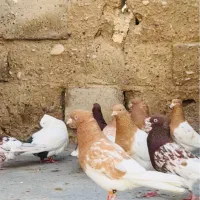 دسته کبوتر کله سرخ زرد