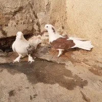 کبوتر اصفهانی|پرنده|برخوار, |دیوار