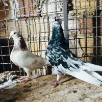 کبوتر تهرانی هفت رنگ و مسافتی