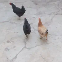 مرغ اری تخم گذار|حیوانات مزرعه|اندیکا, |دیوار