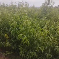 نهال شلیل ردقول  سانگی بهاره هلو|خدمات باغبانی و درختکاری|مشگین شهر, |دیوار