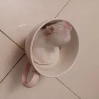 سگ جیبی فنجونی کوچکترین سگ جهان