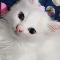 واگذاری گربه