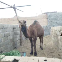 شتر حق سه ساله