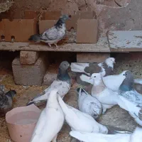 کبوتر|پرنده|گوآور, |دیوار