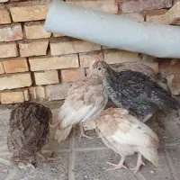 بوقلمون بومی اصل