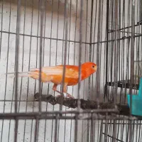 قناری|پرنده|محمدیه-قزوین, |دیوار