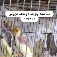 پرندگان زینتی زیبا|پرنده|رشت, علی آباد|دیوار