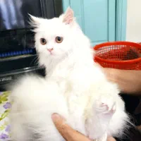 گربه  پرشین 10ماهه ساکت آروم
