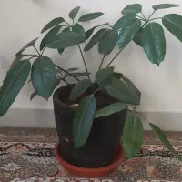 گلدان خانگی
