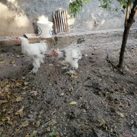 خروس برهما لایت|حیوانات مزرعه|هشتگرد, خور|دیوار