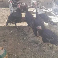 بوقلمون|حیوانات مزرعه|مرودشت, تخت جمشید|دیوار