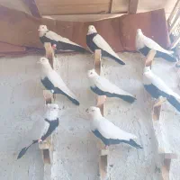 کفتر دمبی|پرنده|شیراز, دلگشا|دیوار