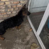 ژرمن شپرد شولاین