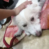 فروش سگ کم قیمت فوری