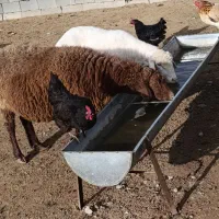 بره گوشتی و پرواری|حیوانات مزرعه|بجنورد, |دیوار