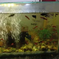 انواع ماهی زینتی