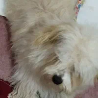 سگنژادشیتزوکراس،ونژاداشپیزپامر|سگ|شیراز, داریون|دیوار