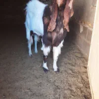 نری پاکستانی|حیوانات مزرعه|رفسنجان, |دیوار