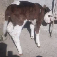 گاو و گوساله دو رگه صحرایی|حیوانات مزرعه|آلاشت, |دیوار