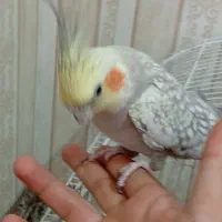 عروس هلندی ماده تخم گذار