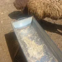 میش هترو با بره ماده هترو