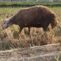 گوسفند|حیوانات مزرعه|چمستان, |دیوار