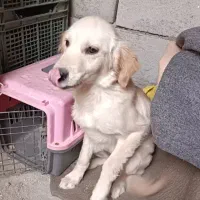 سگ گلدن رتریور اصلی|سگ|هشتگرد, مدرس|دیوار