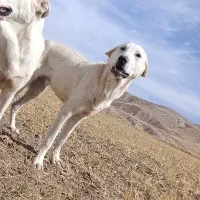 واگزاری سگ نر سرابی 7ماهه