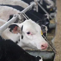 گوساله اصیل خلوص ۱۰۰  جهت پروار بندی گاوداری ژک|حیوانات مزرعه|تهران, شهرک دانشگاه|دیوار