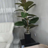 گل گیاه فیکوس