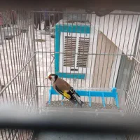 سهره و قناری عروس هلندی قناری