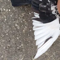 کفتر دورنگ|پرنده|الوند, |دیوار