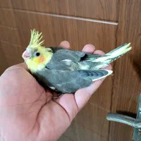 جوجه عروس هلندی پرورش خانگی نژاد سخنگو کاملا سالم