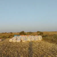 فروش کاه به صورت عمده و کلی