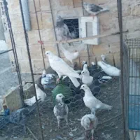 فروش کفتر پرشی