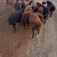 فروش ۱۵ راس شیشک