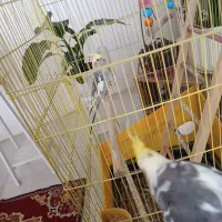 عروس هلندی سخنگو