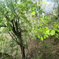 باغچه ۵۰۰ متر لواسان بزرگ/ایرا/جورد/وسکاره/علائین|فروش زمین و ملک کلنگی|لواسان, |دیوار