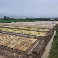 بانک نشاپاسندی