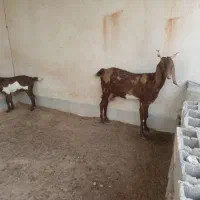 بز پاکستانی و کهره نر پاکستانی|حیوانات مزرعه|برازجان, |دیوار