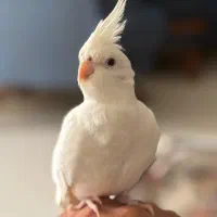 عروس هلندی جفت مولد سالم|پرنده|فردیس, شهرک ارم|دیوار