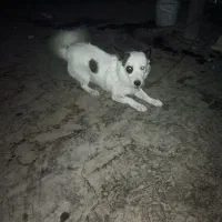 سگ خونگی باهوش