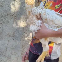 جوجه مرغ لاری|حیوانات مزرعه|هشتگرد, تهران دشت|دیوار