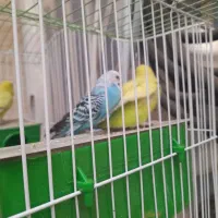 ۲ جفت ۴ تا مرغ عشق همراه با قفس سالم