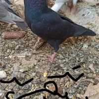 سینه|پرنده|داراب, |دیوار
