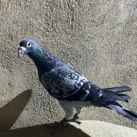 کفتر پلاکی|پرنده|ری, شهید بهشتی|دیوار