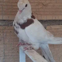 کفتر فروشی