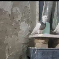 طوقی سرکه ای و الماسی