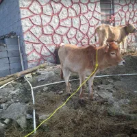 گاو وگوساله ماده چالوسی اصیل     لیشه ورزا|حیوانات مزرعه|رشت, حومه رشت|دیوار